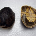 Musk Shells Stinkpot Hatchling Real Turtle Shell for Crafts - Image 2