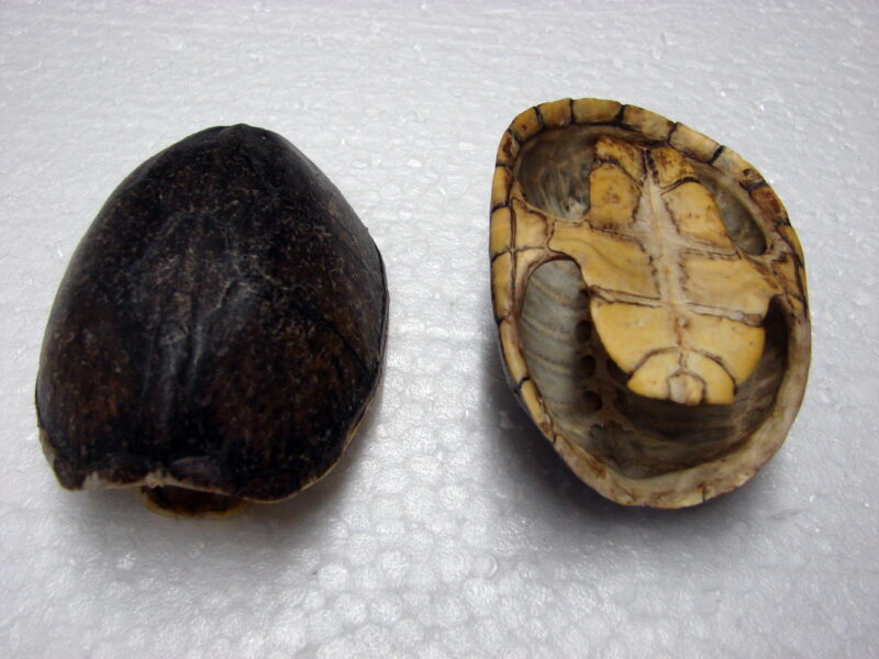 Musk Shells Stinkpot Hatchling Real Turtle Shell for Crafts, Moose-R-Us.Com Log Cabin Decor