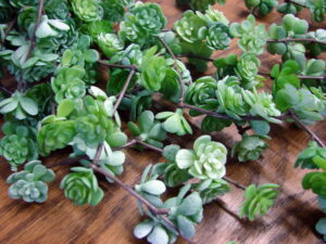 Realistic Succulent Hanging Water Feature Fountain Plant Rubber 16"