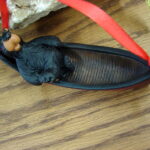 Willie Black Bear Relaxing in a Red Canoe Ornament - Image 2