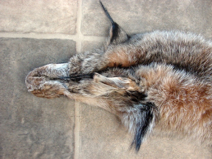 Taxidermy Tanned Canadian Lynx Fur Pelt Cased Full Body Hide, Moose-R-Us.Com Log Cabin Decor