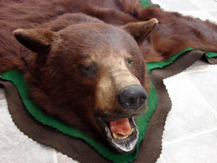 Real Black Bear Rug Taxidermy Hide Brown Cinnamon Skin Phase Pelt Fur, Moose-R-Us.Com Log Cabin Decor