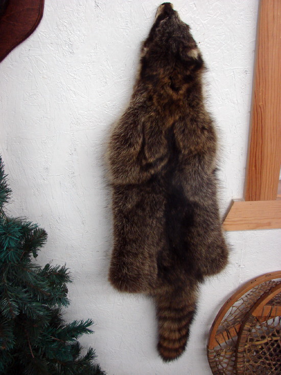Taxidermy Tanned Raccoon Fur Pelt Cased Full Body Coon Hide Wall Rug, Moose-R-Us.Com Log Cabin Decor