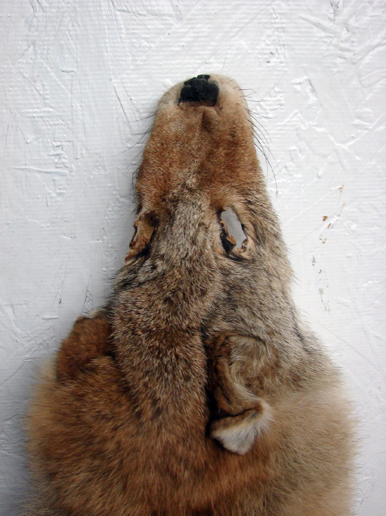Taxidermy Tanned Rare Red Coyote Fur Pelt Cased Full Body Brush Wolf, Moose-R-Us.Com Log Cabin Decor