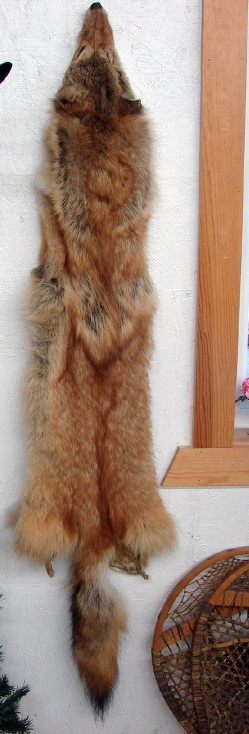 Taxidermy Tanned Rare Red Coyote Fur Pelt Cased Full Body Brush Wolf, Moose-R-Us.Com Log Cabin Decor