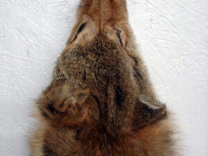 Taxidermy Tanned Rare Red Coyote Fur Pelt Cased Full Body Brush Wolf