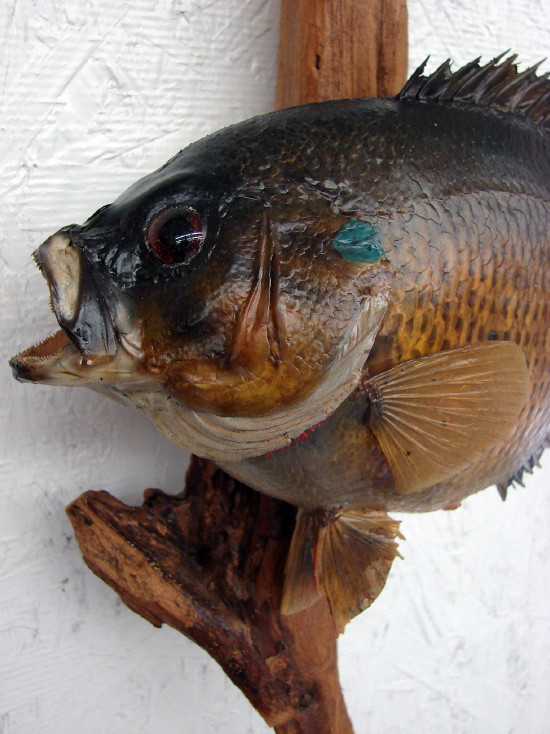 Vintage Real Skin Mounted Taxidermy Black Crappie Blue Gill Pan FIsh on Driftwood Wall Hanging, Moose-R-Us.Com Log Cabin Decor