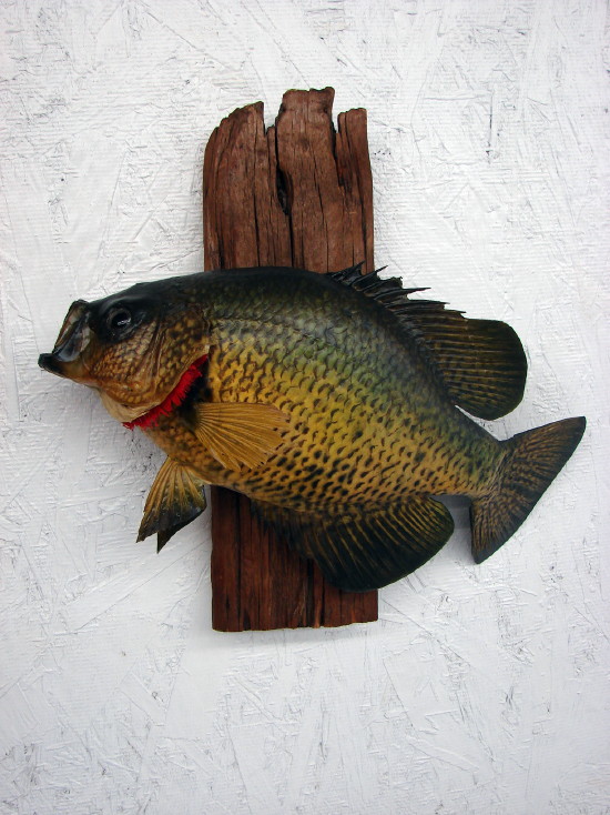 Vintage Real Skin Mounted Taxidermy Black Crappie Blue Gill Pan FIsh on  Driftwood Wall Hanging -  Log Cabin Decor