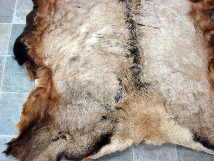 Large Montana Bull Elk Taxidermy Tanned Fur on Hide Pelt, Moose-R-Us.Com Log Cabin Decor