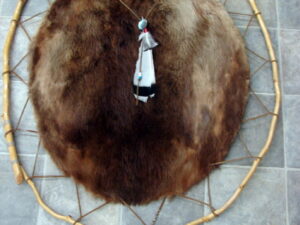 Taxidermy Tanned Huge Beaver Pelt on Wood Branch Hoop Wall Hanging