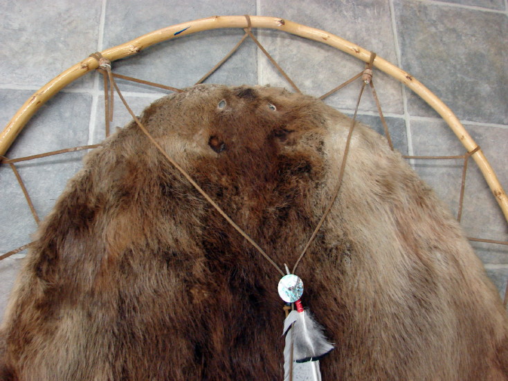 Taxidermy Tanned Huge Beaver Pelt on Wood Branch Hoop Wall Hanging, Moose-R-Us.Com Log Cabin Decor