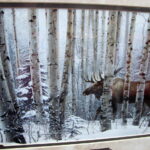 Steven Lyman Artwork A Walk in the Woods Moose Birch Trees Framed Matted Picture