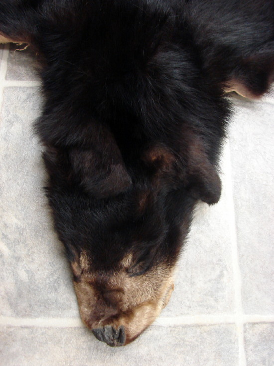 Real Black Bear Cub Soft Taxidermy Hide Pelt Fur Cased Head Pads Claws, Moose-R-Us.Com Log Cabin Decor