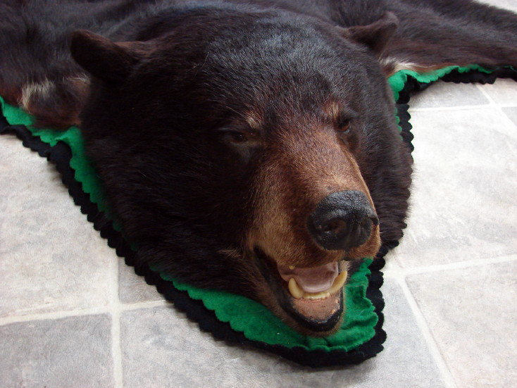 Real Black Bear Rug Taxidermy Hide Pelt Fur Black Green Felt Open Mouth, Moose-R-Us.Com Log Cabin Decor