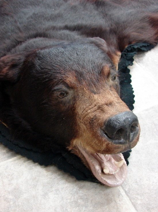 Real Black Bear Rug Taxidermy Hide Pelt Fur Black Felt Open Mouth, Moose-R-Us.Com Log Cabin Decor