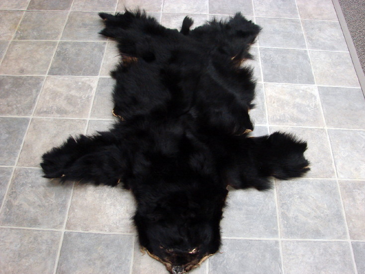 Real Black Bear Soft Shiny Taxidermy Hide Pelt Fur Craft Hanger, Moose-R-Us.Com Log Cabin Decor