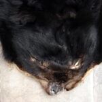 Real Black Bear Soft Shiny Taxidermy Hide Pelt Fur Craft Hanger - Image 2