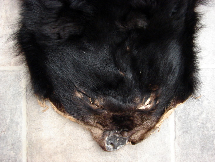 Real Black Bear Soft Shiny Taxidermy Hide Pelt Fur Craft Hanger, Moose-R-Us.Com Log Cabin Decor