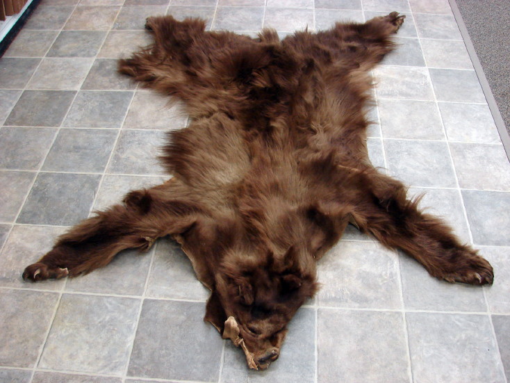 Real Black Bear Blonde Cinnamon Thick Long Fur Taxidermy Hide Pelt Craft, Moose-R-Us.Com Log Cabin Decor