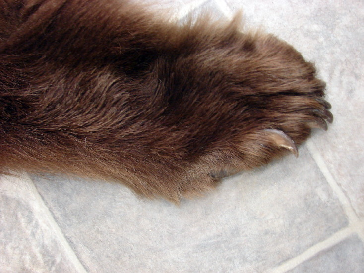 Real Black Bear Blonde Cinnamon Thick Long Fur Taxidermy Hide Pelt Craft, Moose-R-Us.Com Log Cabin Decor