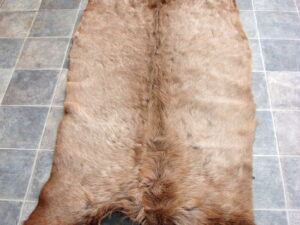 Large Montana Bull Elk Taxidermy Tanned Fur on Hide Pelt Prime Strip