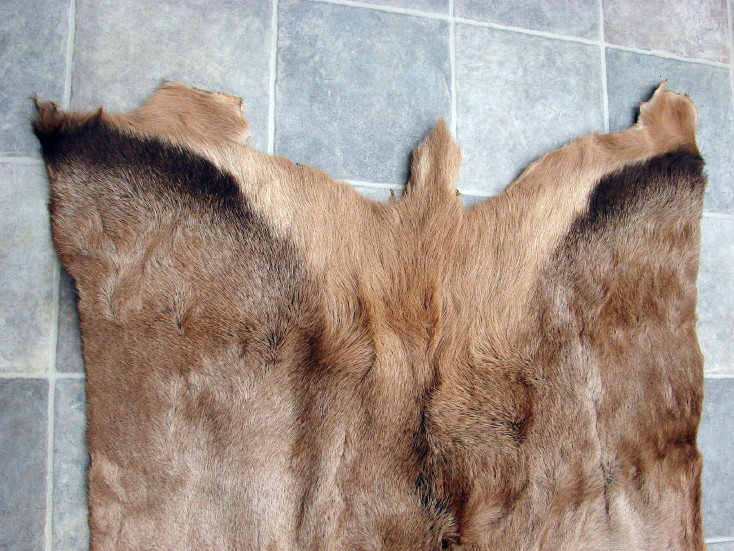 Large Montana Bull Elk Taxidermy Tanned Fur on Hide Pelt Prime Strip, Moose-R-Us.Com Log Cabin Decor