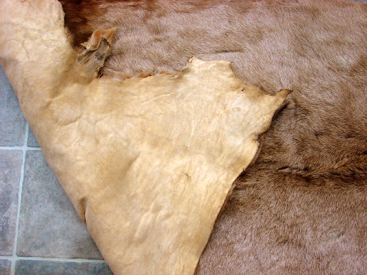 Large Montana Bull Elk Taxidermy Tanned Fur on Hide Pelt Prime Strip, Moose-R-Us.Com Log Cabin Decor