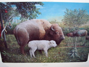 Numbered Gary Gandy Native American White Buffalo Print Miracle 1994 WI
