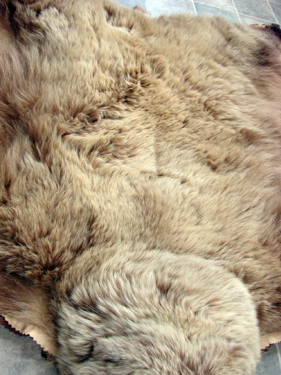 Real Grizzly Bear Rug Taxidermy Hide Blonde Pelt Fur Alaska MooseR