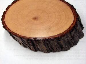 Rustic Bark On Hickory Slice Paperweight Lodge Theme Office Supply Amish Made