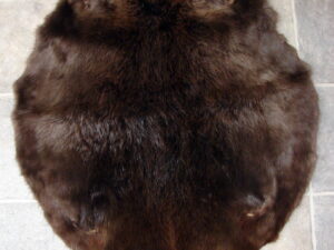 Taxidermy Tanned Huge Beaver Pelt for Wood Branch Hoop Wall Hanging