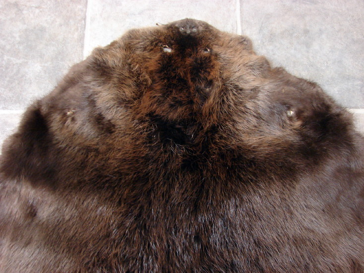 Taxidermy Tanned Huge Beaver Pelt for Wood Branch Hoop Wall Hanging, Moose-R-Us.Com Log Cabin Decor
