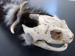 OOAK Authentic Ojibwe Native American Indian Spirit Dance Shaft Turtle Bear Lynx Fox Antler