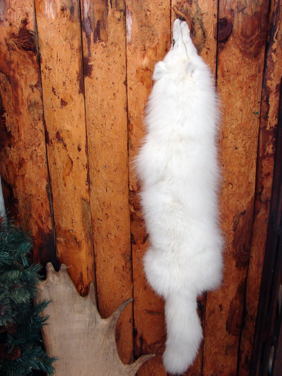 Taxidermy Real Fur Pelt Grey Red Blue Frost Arctic Fox Cased Lodge Wall Hanging, Moose-R-Us.Com Log Cabin Decor