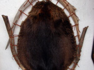Taxidermy Tanned Huge Beaver Pelt on Driftwood Hoop Wall Hanging