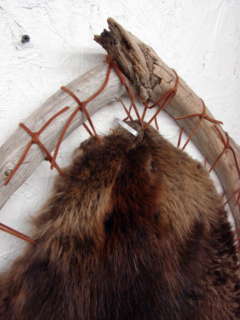 Taxidermy Tanned Huge Beaver Pelt on Driftwood Hoop Wall Hanging