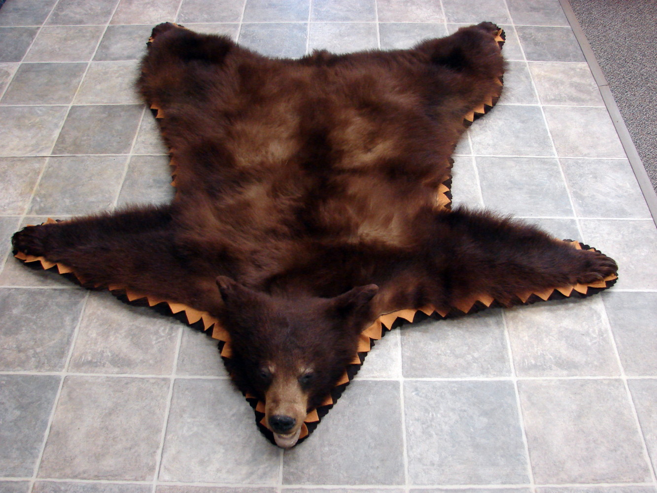 Real Black Bear Rug Taxidermy Hide Pelt Fur Cinnamon Brown Phase Gold
