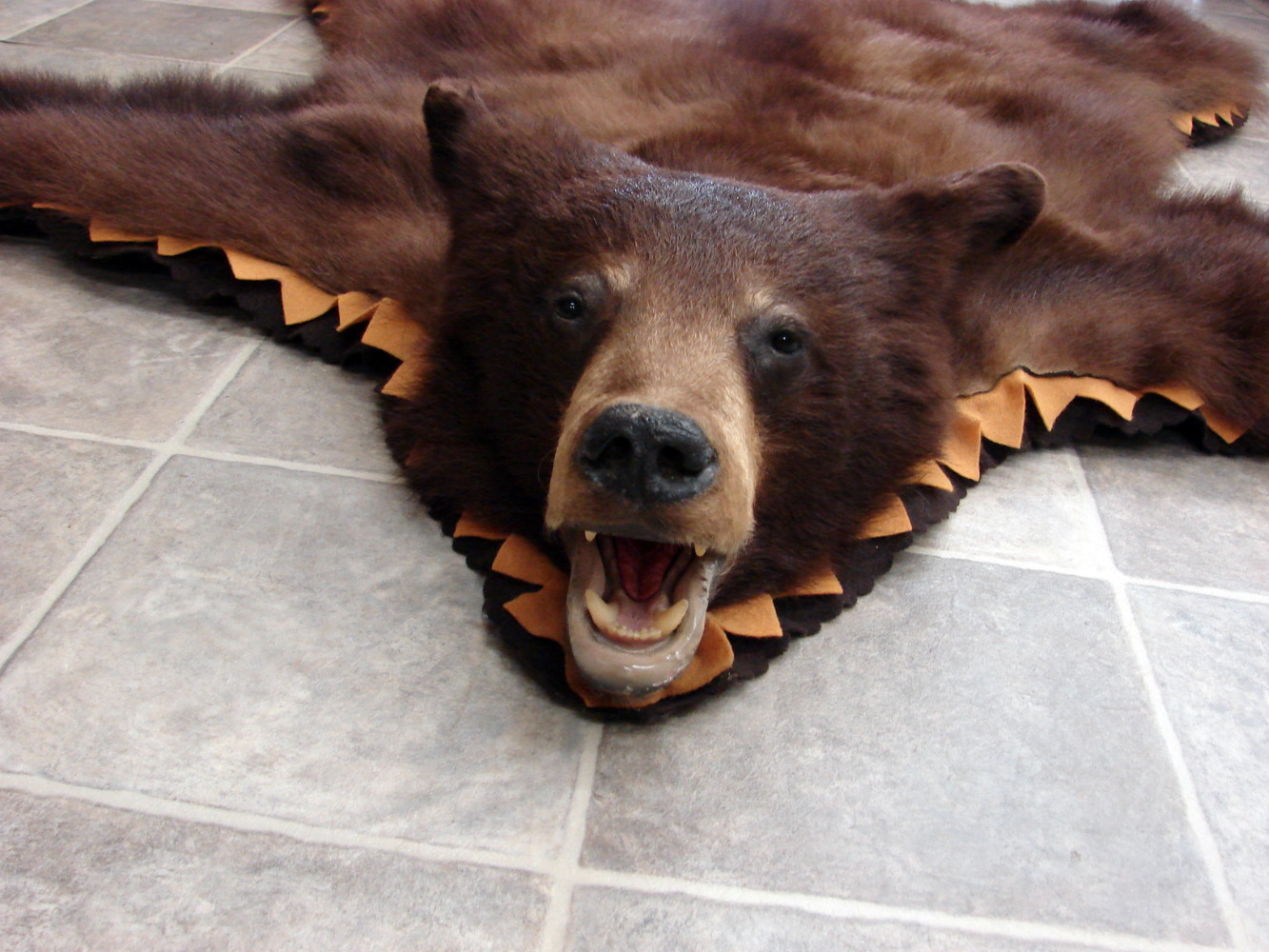 Real Black Bear Rug Taxidermy Hide Pelt Fur Cinnamon Brown Phase Gold