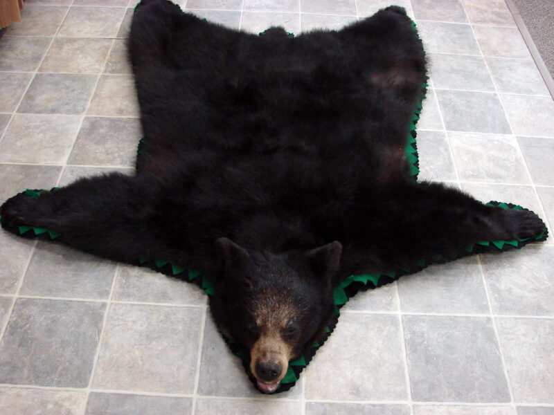 Real Black Bear Rug Taxidermy Hide Pelt Fur Black Emerald Green Felt Open Mouth, Moose-R-Us.Com Log Cabin Decor