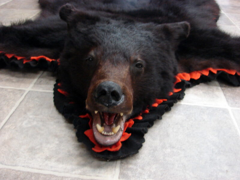 Real Black Bear Rug Taxidermy Hide Pelt Fur Black Hunters Orange Felt Open Mouth, Moose-R-Us.Com Log Cabin Decor