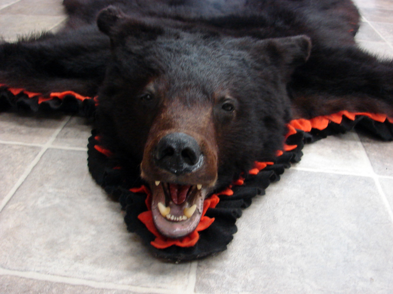 Real Black Bear Rug Taxidermy Hide Pelt Fur Black Hunters Orange Felt