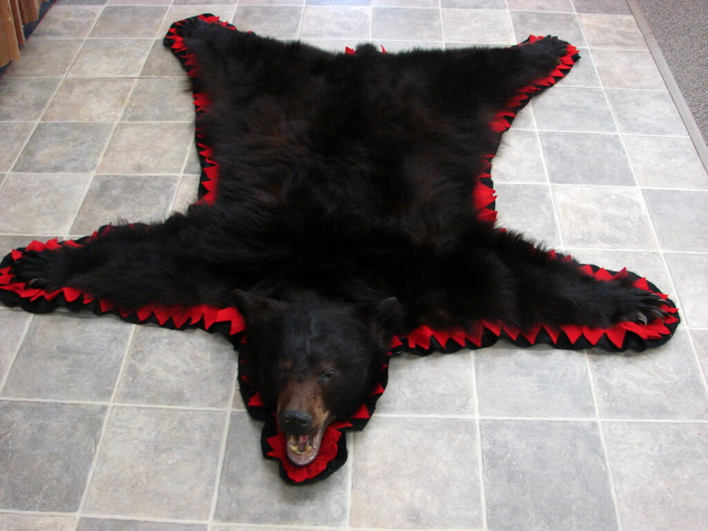 Real Black Bear Rug Taxidermy Hide Pelt Fur Black Bright Red Felt Open