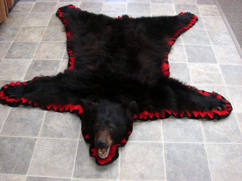 Real Black Bear Rug Taxidermy Hide Pelt Fur Black Bright Red Felt Open Mouth, Moose-R-Us.Com Log Cabin Decor