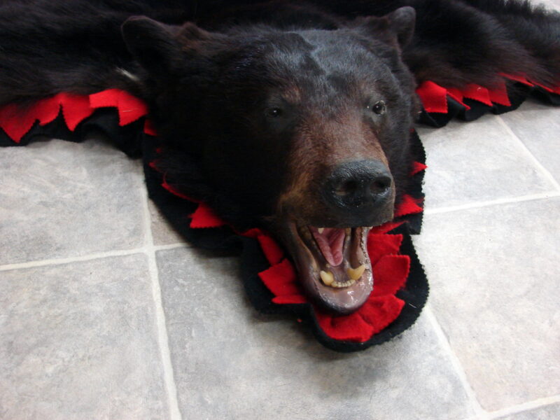 Real Black Bear Rug Taxidermy Hide Pelt Fur Black Bright Red Felt Open Mouth, Moose-R-Us.Com Log Cabin Decor