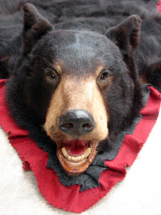 Newer Black Bear Skin Rug Cranberry Red Black Double Felt, Moose-R-Us.Com Log Cabin Decor
