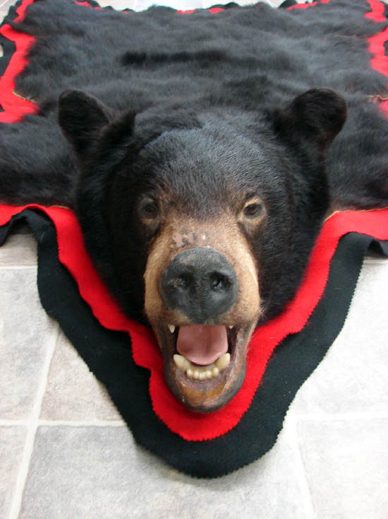 Real Black Bear Rug Taxidermy Hide Pelt Fur Black Red Felt Open Mouth