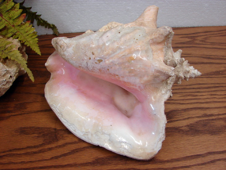 Real Seashell Conch Shell 9&#8243; Ocean Beach Decor Wedding Crafts, Moose-R-Us.Com Log Cabin Decor