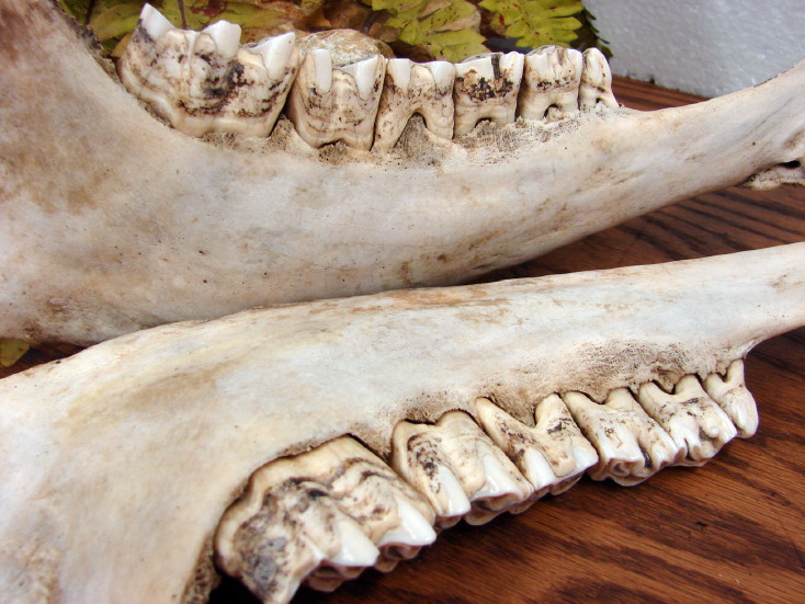 Authentic Old Cow Lower Jaw Teeth Native American Indian Craft Jewelry Supplies, Moose-R-Us.Com Log Cabin Decor
