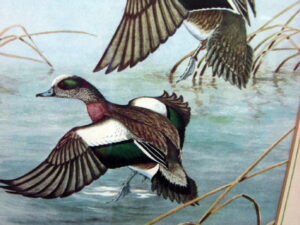7 Vintage Framed Matted Angus H. Shortt Illustration Waterfowl Ducks Geese Set Pictures
