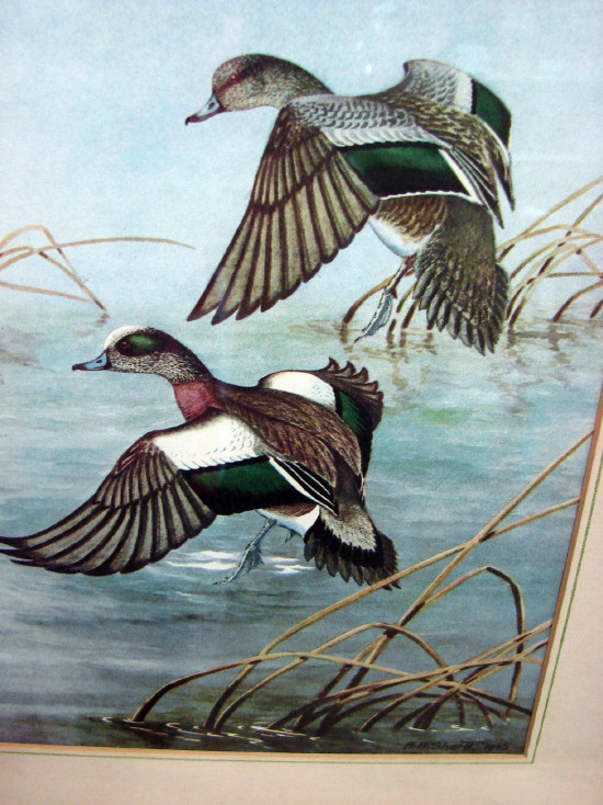 7 Vintage Framed Matted Angus H. Shortt Illustration Waterfowl Ducks Geese Set Pictures, Moose-R-Us.Com Log Cabin Decor